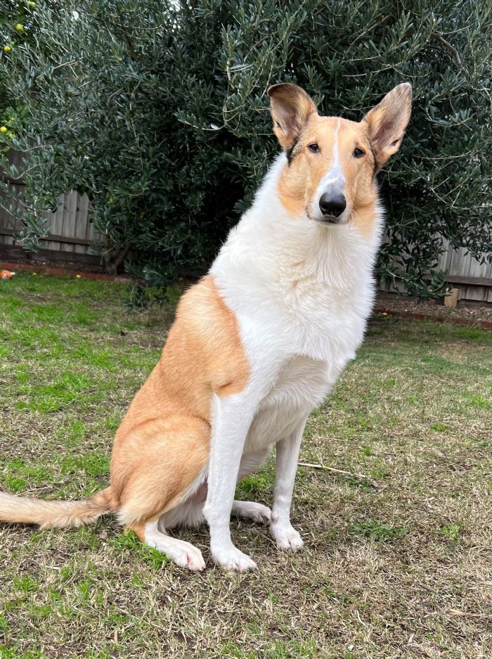 Smooth coat cheap collie rescue