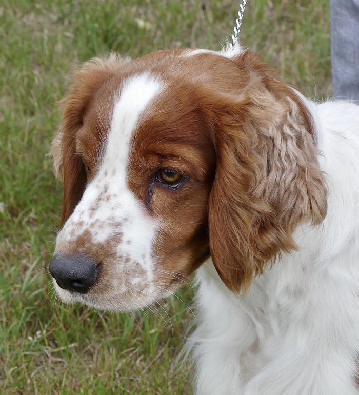 Welsh Springer Spaniel 