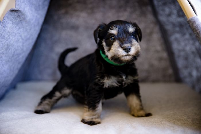 Wowzers Miniature Schnauzers